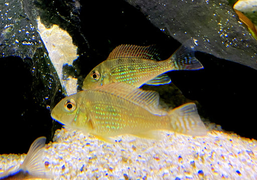 Mirabilis-Buntbarsch - Geophagus mirabilis
