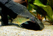 Mirabilis-Buntbarsch - Geophagus mirabilis