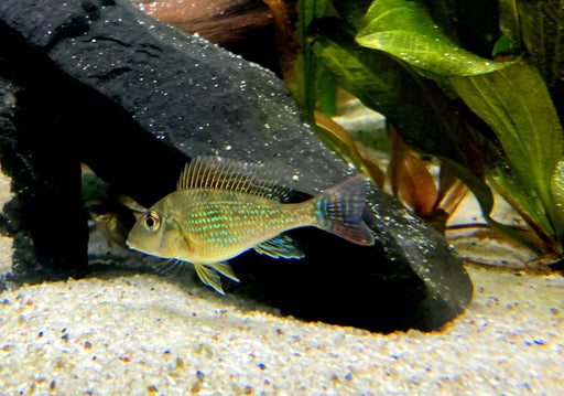 Mirabilis-Buntbarsch - Geophagus mirabilis