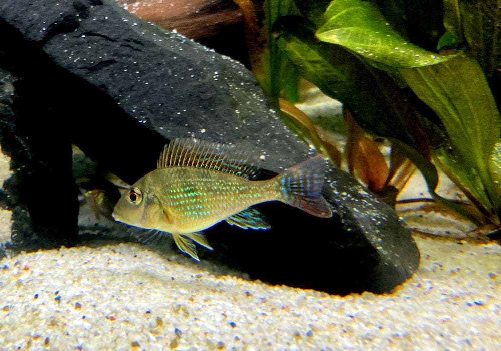 Mirabilis-Buntbarsch - Geophagus mirabilis