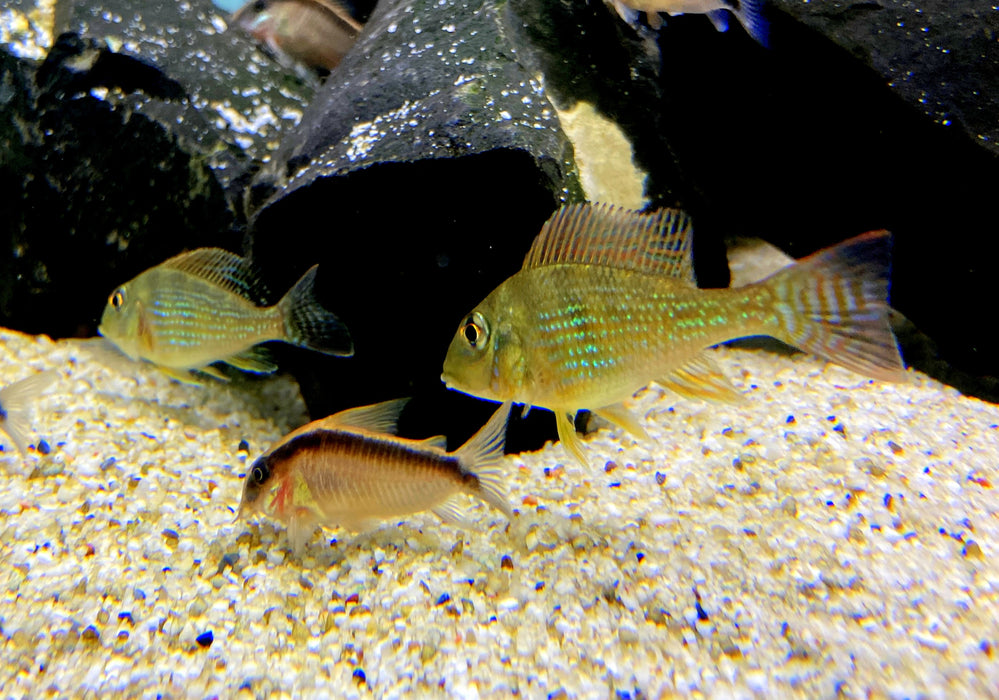 Mirabilis-Buntbarsch - Geophagus mirabilis