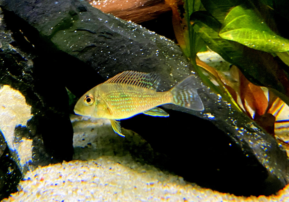Mirabilis-Buntbarsch - Geophagus mirabilis
