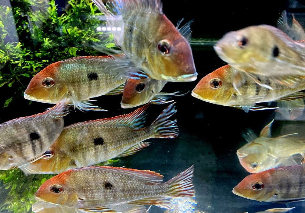 Rotkopf-Erdfresser - Geophagus pyrocephalus Tapajos redhead aqua-teck