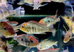Rotkopf-Erdfresser - Geophagus pyrocephalus Tapajos redhead aqua-teck