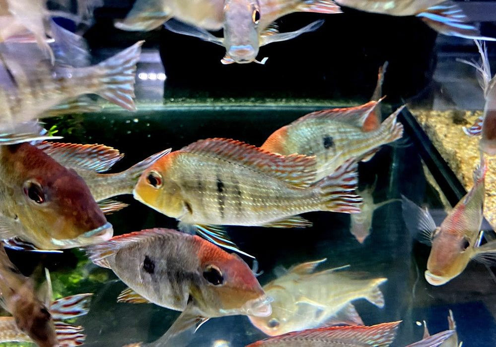 Rotkopf-Erdfresser - Geophagus pyrocephalus Tapajos redhead aqua-teck