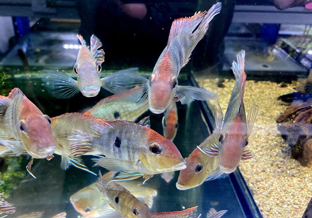 Rotkopf-Erdfresser - Geophagus pyrocephalus Tapajos redhead aqua-teck