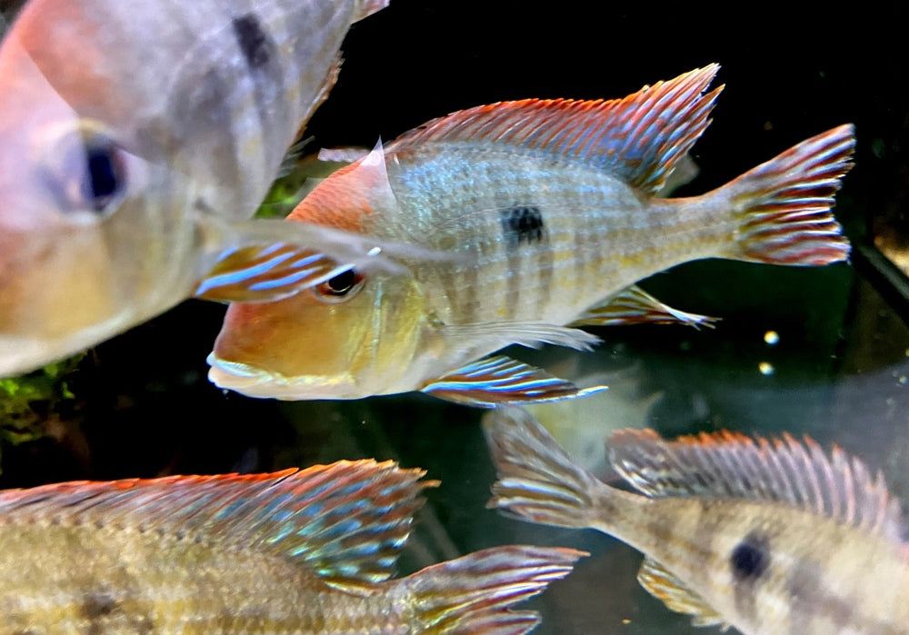 Rotkopf-Erdfresser - Geophagus pyrocephalus Tapajos redhead aqua-teck