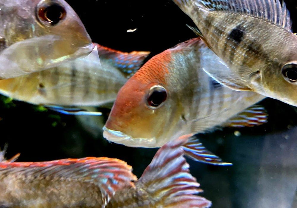 Rotkopf-Erdfresser - Geophagus pyrocephalus Tapajos redhead aqua-teck