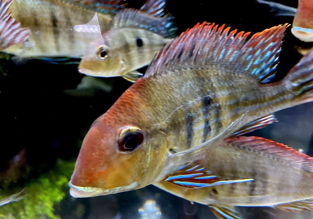 Rotkopf-Erdfresser - Geophagus pyrocephalus Tapajos redhead aqua-teck