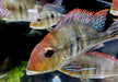 Rotkopf-Erdfresser - Geophagus pyrocephalus Tapajos redhead aqua-teck