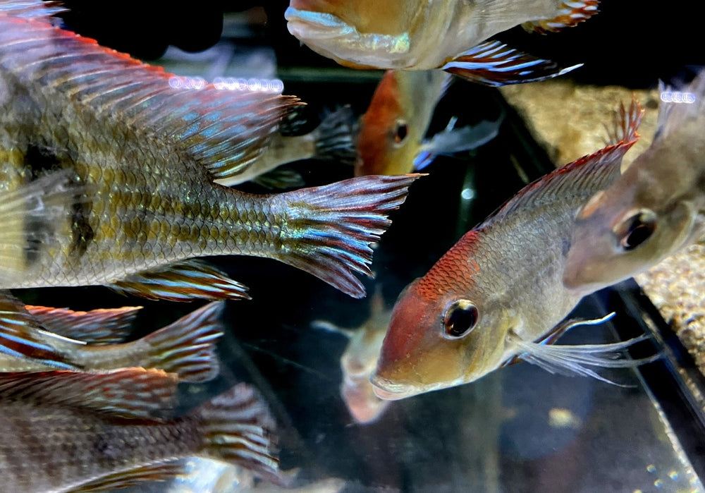 Rotkopf-Erdfresser - Geophagus pyrocephalus Tapajos redhead aqua-teck