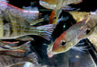 Rotkopf-Erdfresser - Geophagus pyrocephalus Tapajos redhead aqua-teck