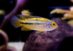 Glänzender Zwergbuntbarsch - Nannacara anomala aqua-teck