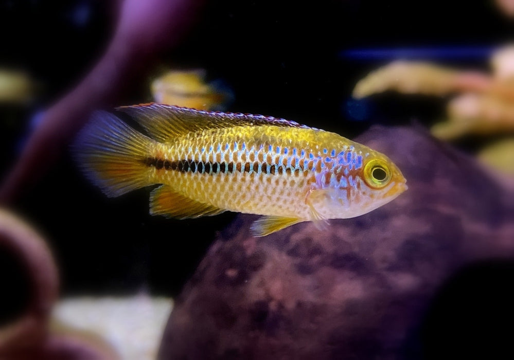 Glänzender Zwergbuntbarsch - Nannacara anomala aqua-teck
