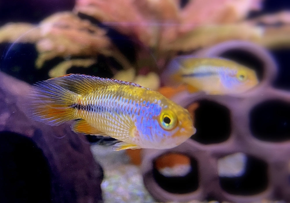 Glänzender Zwergbuntbarsch - Nannacara anomala aqua-teck