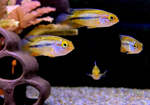 Glänzender Zwergbuntbarsch - Nannacara anomala aqua-teck