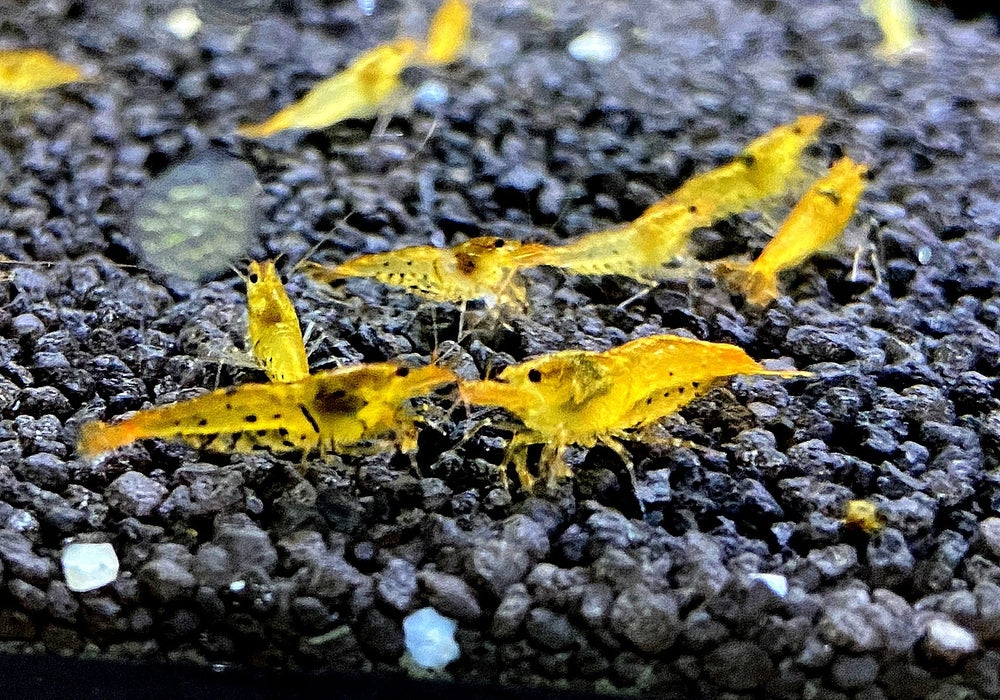 Golden Tiger Garnele  Tangerine Tiger- Caridina cantonensis