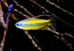 Goldener Kongosalmler (WF) - Phenacogrammus aurantiacus