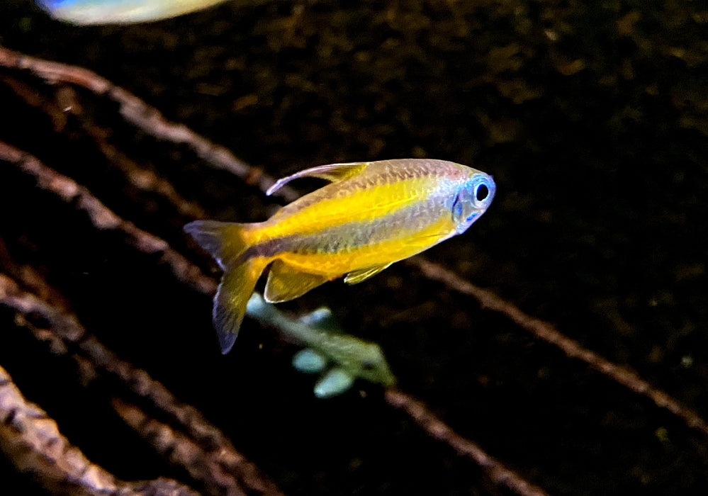 Goldener Kongosalmler (WF) - Phenacogrammus aurantiacus