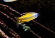 Goldener Kongosalmler (WF) - Phenacogrammus aurantiacus