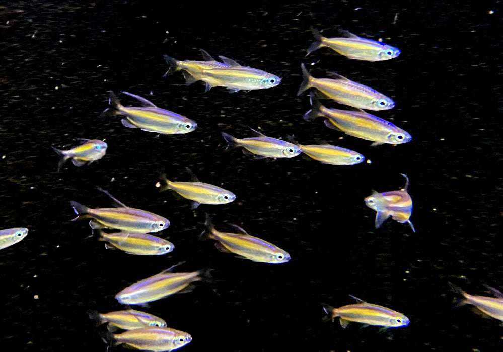 Goldener Kongosalmler (WF) - Phenacogrammus aurantiacus