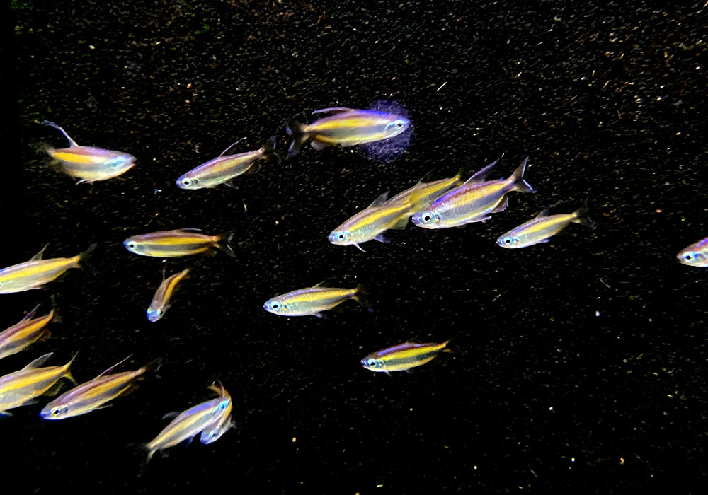 Goldener Kongosalmler (WF) - Phenacogrammus aurantiacus