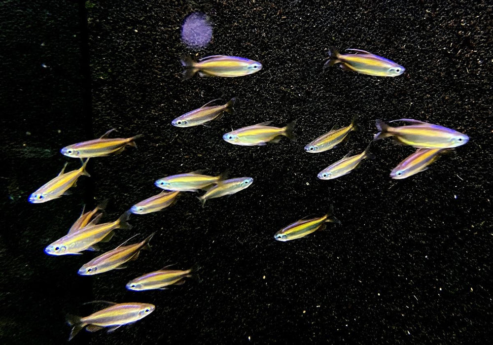 Goldener Kongosalmler (WF) - Phenacogrammus aurantiacus