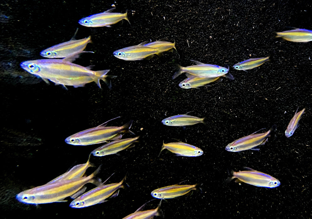 Goldener Kongosalmler (WF) - Phenacogrammus aurantiacus