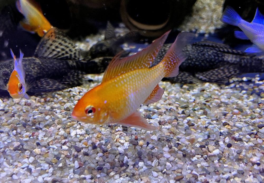 Schmetterlingsbuntbarsch "GOLD SCHLEIER" - Mikrogeophagus ramirezi aqua-teck