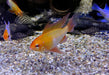 Schmetterlingsbuntbarsch "GOLD SCHLEIER" - Mikrogeophagus ramirezi aqua-teck