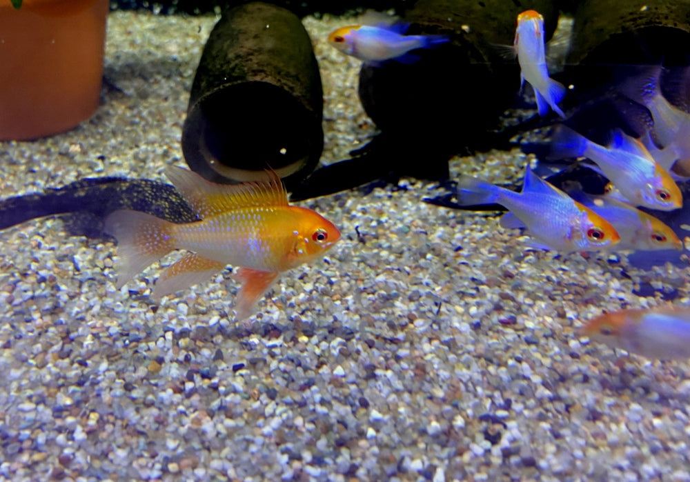Schmetterlingsbuntbarsch "GOLD SCHLEIER" - Mikrogeophagus ramirezi aqua-teck