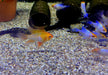 Schmetterlingsbuntbarsch "GOLD SCHLEIER" - Mikrogeophagus ramirezi aqua-teck