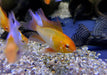 Schmetterlingsbuntbarsch "GOLD SCHLEIER" - Mikrogeophagus ramirezi aqua-teck