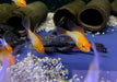 Schmetterlingsbuntbarsch "GOLD SCHLEIER" - Mikrogeophagus ramirezi aqua-teck