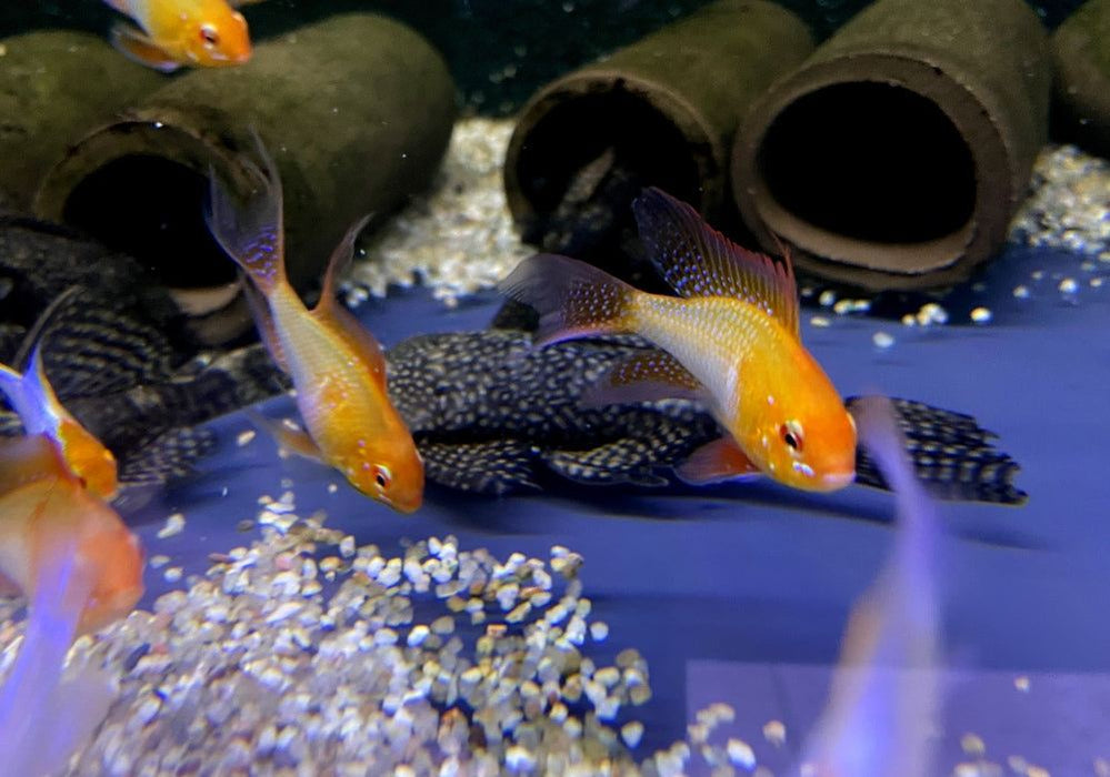 Schmetterlingsbuntbarsch "GOLD SCHLEIER" - Mikrogeophagus ramirezi aqua-teck