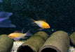 Schmetterlingsbuntbarsch "GOLD SCHLEIER" - Mikrogeophagus ramirezi aqua-teck