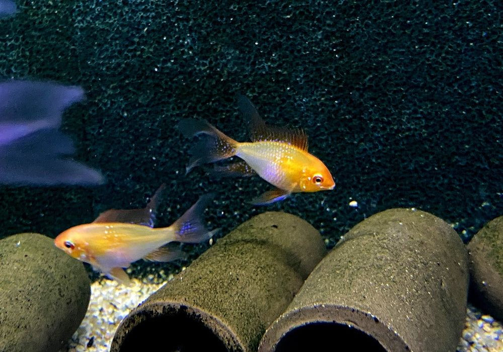Schmetterlingsbuntbarsch "GOLD SCHLEIER" - Mikrogeophagus ramirezi aqua-teck