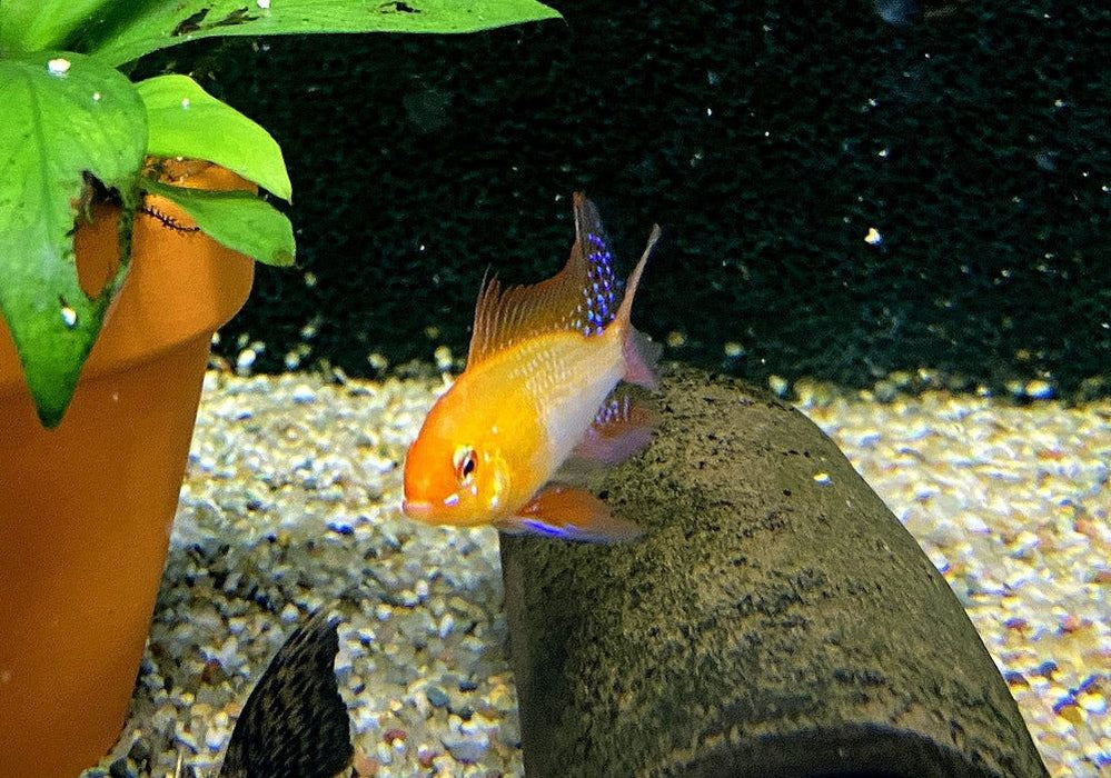Schmetterlingsbuntbarsch "GOLD SCHLEIER" - Mikrogeophagus ramirezi aqua-teck