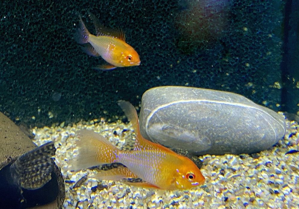 Schmetterlingsbuntbarsch "GOLD SCHLEIER" - Mikrogeophagus ramirezi aqua-teck