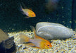 Schmetterlingsbuntbarsch "GOLD SCHLEIER" - Mikrogeophagus ramirezi aqua-teck