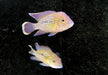 Goldsaumbuntbarsch - Aequidens rivulatus