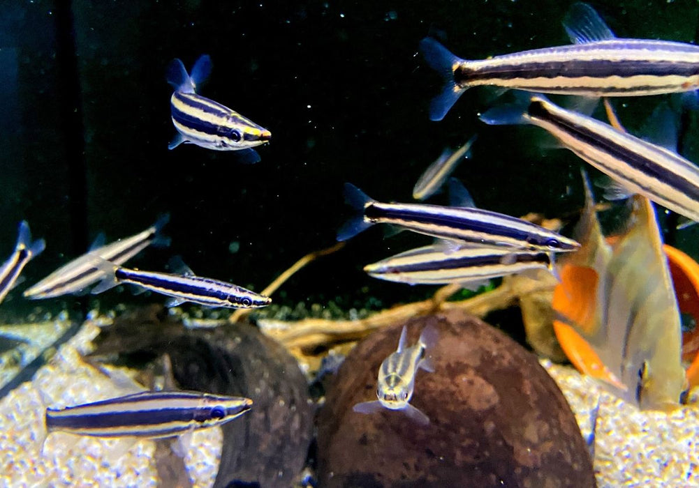 Goldstreifen-Kopfsteher - Anostomus ternetzi