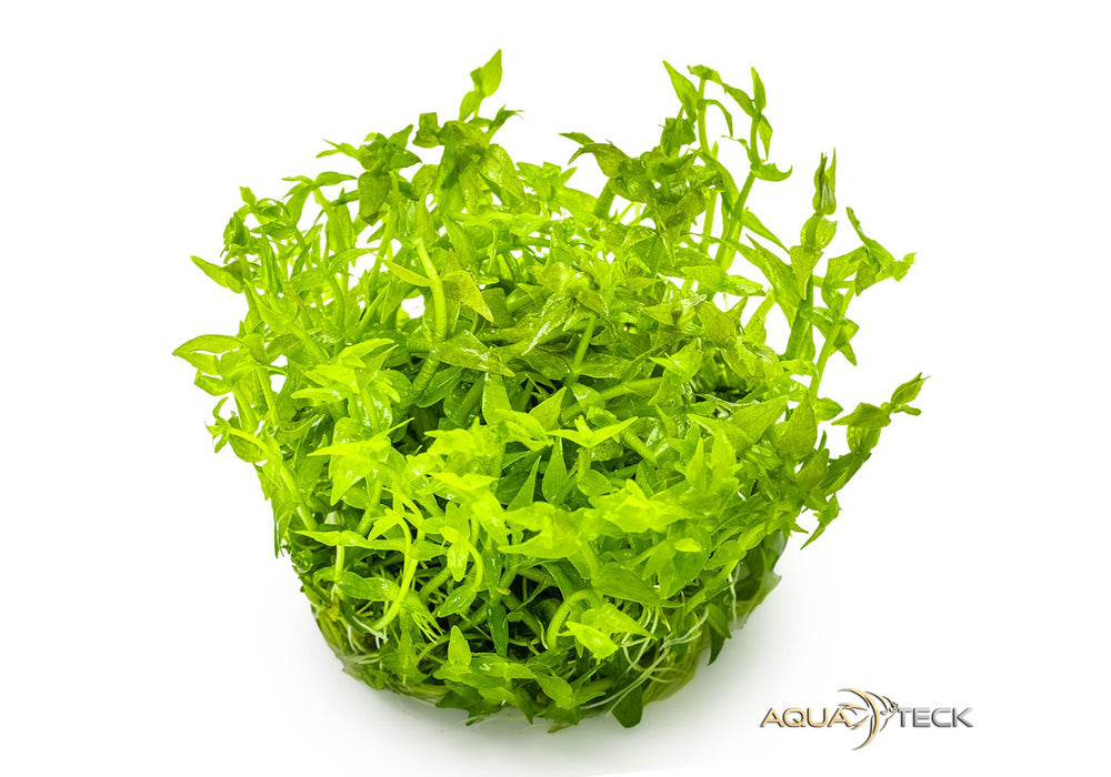 Gratiola viscidula (InVitro)