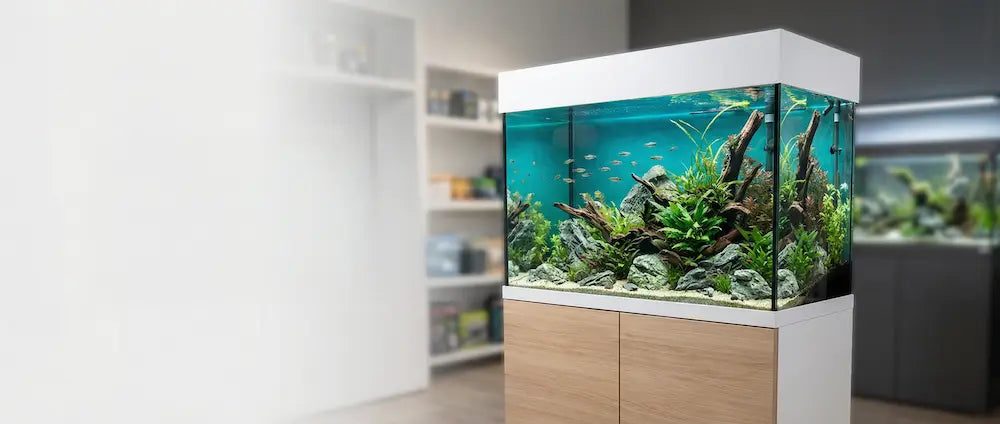Aquarien nach Maß – individuell geplant, hochwertig umgesetzt - Jetzt bei Aquateck