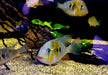 Heckels Buntbarsch (Naturform) - Acarichthys heckelii