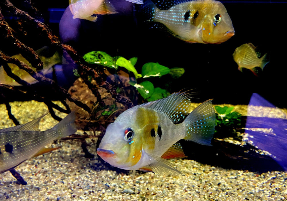 Heckels Buntbarsch (Naturform) - Acarichthys heckelii