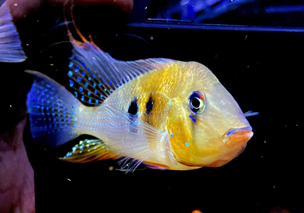 Heckels Buntbarsch (Naturform) - Acarichthys heckelii