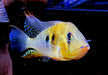Heckels Buntbarsch (Naturform) - Acarichthys heckelii