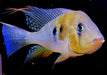 Heckels Buntbarsch (Naturform) - Acarichthys heckelii