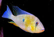 Heckels Buntbarsch (Naturform) - Acarichthys heckelii